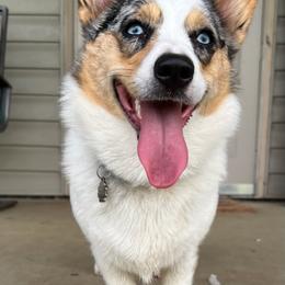 American Corgis, Companion Crosses, and Deutsch-Drahthaars from Brave Country Kennels