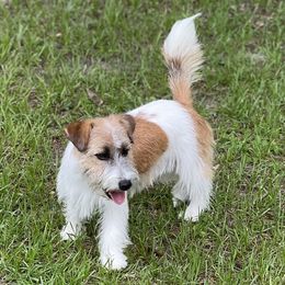 Frankie - Russell Terrier
