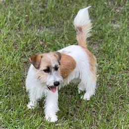 Frankie - Russell Terrier