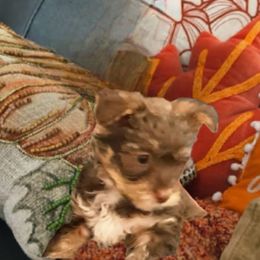 Little Boy Red - Chocolate, tan and white male Yorkshire Terrier puppy in Hot Springs, Arkansas from Loving Laps (Yorkies raised right )