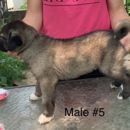Boy 5 - Fawn male Anatolian Shepherd Dog puppy in Daggett, Michigan from T&S Anatolians
