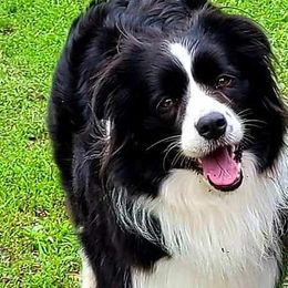 Poppy - Border Collie