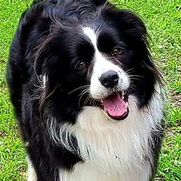Poppy - Border Collie