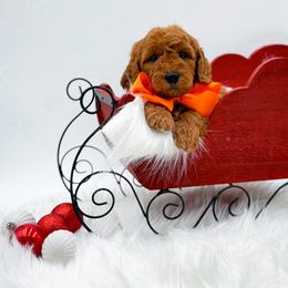 Comet - Red  male Goldendoodle puppy in North Carolina from NC Doodle Puppies