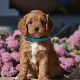 Brittney - Red female Cavapoo puppy in Gap, Pennsylvania from Country View Puppies ( License 18816)