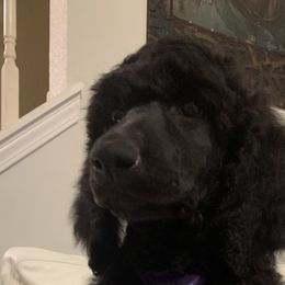 Purple- Male - Blue Poodle puppy in Broken Arrow, Oklahoma from Raising Royal Standards
