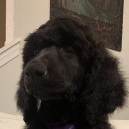 Purple- Male - Blue Poodle puppy in Broken Arrow, Oklahoma from Raising Royal Standards