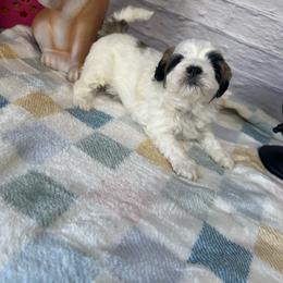 Porter - Brown and white male Shichon puppy in Moulton, Iowa from Shondel Puppy Paws