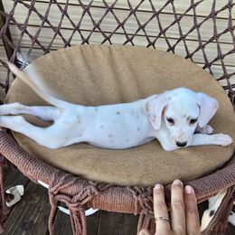Autumn (Lemon Spotted) - White and lemon female Dalmatian puppy in Salem, Missouri from Paradise Spots Dalmatians