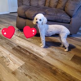Jurnee - Poodle