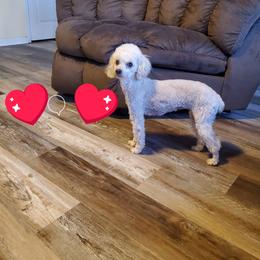 Jurnee - Poodle