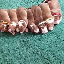 Boston Terrier Puppies from Lance Boston Terriers