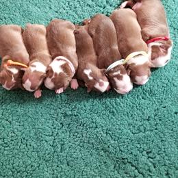 Boston Terrier Puppies from Lance Boston Terriers