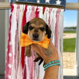 Birdie - Cream male Dachshund puppy in Middleton, Idaho from Doodle Doxie