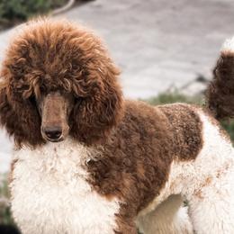 Narnia - Poodle