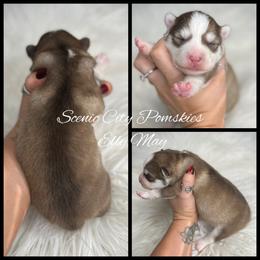 Elly May - Red and white female Pomsky puppy in Rossville, Georgia from Scenic City Pomskies