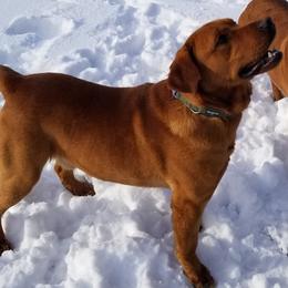 Brandywine's Red Beowulf - Labrador Retriever puppy from Brandywine Labradors