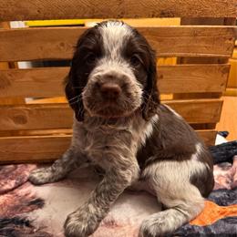 Molly - Liver white and roan female English Springer Spaniel puppy in Braidwood, Illinois from A & R Springers