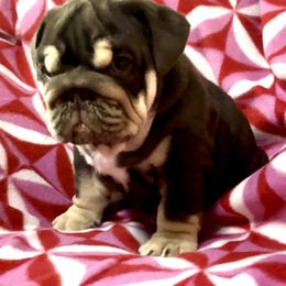 Bulldogs from Let it Ride Bulldogs