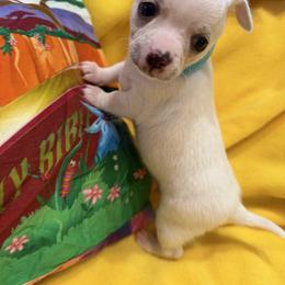 Billy - Cream and white male Chihuahua puppy in Amity, Pennsylvania from Rhoda and Verna