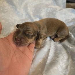 Boy 2 - Cream male Dachshund puppy in Greenwood, Missouri from Nukee's Beagles dachshunds Corgis