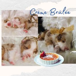 Miniature American Shepherd Puppies from Soul Stone Kennels