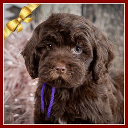 Twila - Brown female Cockapoo puppy in Connersville, Indiana from Deaz Doodle Ranch
