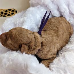 Goldendoodle Puppies from Dream Lake Doodles