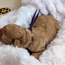 Goldendoodle Puppies from Dream Lake Doodles