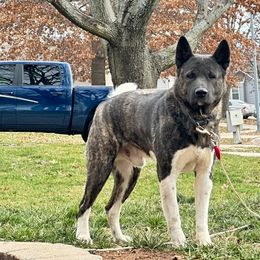Maui - Akita