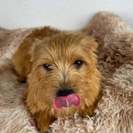 Napoleon - Norwich Terrier