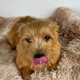 Napoleon - Norwich Terrier