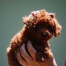 Rocco-Orange Collar - Red  male Poodle puppy in Atlanta, Georgia from Sprinkle Me Puppy