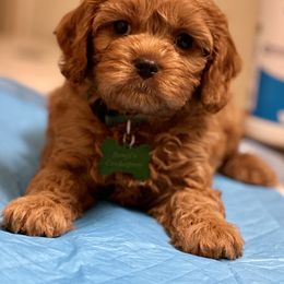 Cavapoo, Cockapoo, and Poodle Puppies from Benji’s Cockapoos