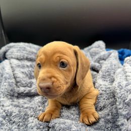 Boy 1 - Red male Dachshund puppy in Spanaway, Washington from 11 Oaks Kennels