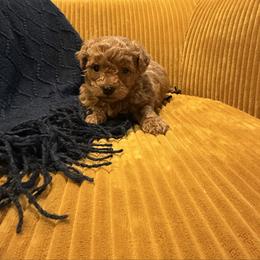 Yellow Male - Red male Maltipoo puppy in Ludlow, Missouri from Countryside Doodles and Mohr