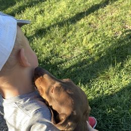 Miss Weenie  - Dachshund