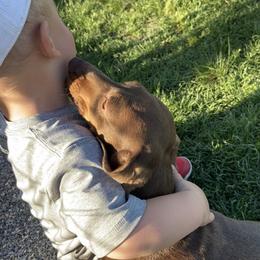 Miss Weenie  - Dachshund