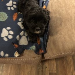Napoleon - Black and white male Cockapoo puppy in Murphy, North Carolina from Christina’s Puppy Utopia