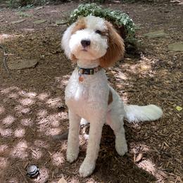 Maui - Goldendoodle