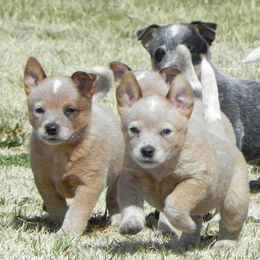 Australian Cattle Dog Puppies from Thornbush