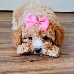 Lady - Apricot female Cavapoo puppy in Waco, Texas from Good Shepherd Homestead