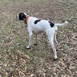 Indy - Pointer