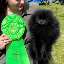 Easy - Pomeranian