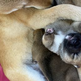 Shiba Inu Puppies from Absolute Shibas