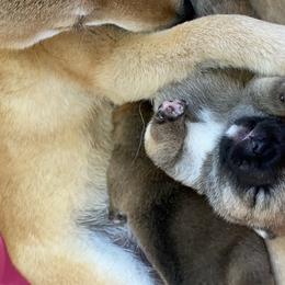 Shiba Inu Puppies from Absolute Shibas
