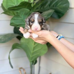 Gray - Blue merle male Bernedoodle puppy in Charleston, South Carolina from Palm Belle Doodles