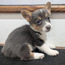 Sky - Blue female Pembroke Welsh Corgi puppy in Brandon, Mississippi from Jenny May’s Corgis