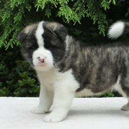 Akita Puppies from Ursa Major Akitas