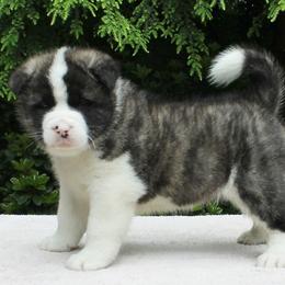 Akita Puppies from Ursa Major Akitas